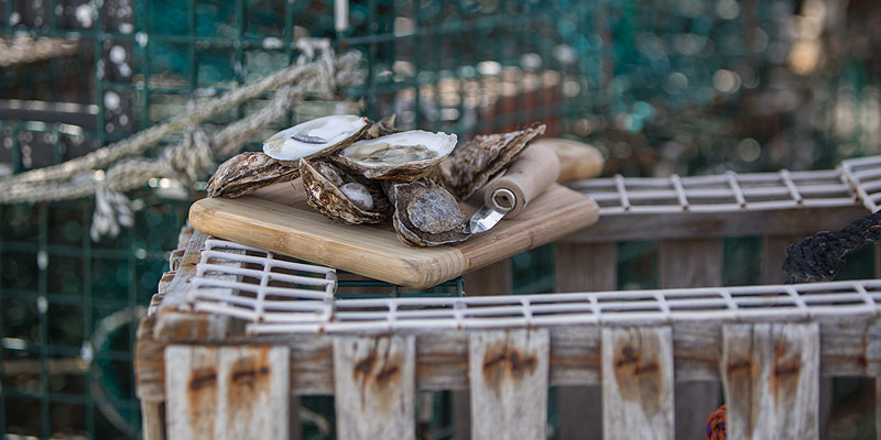 open-oyster-24